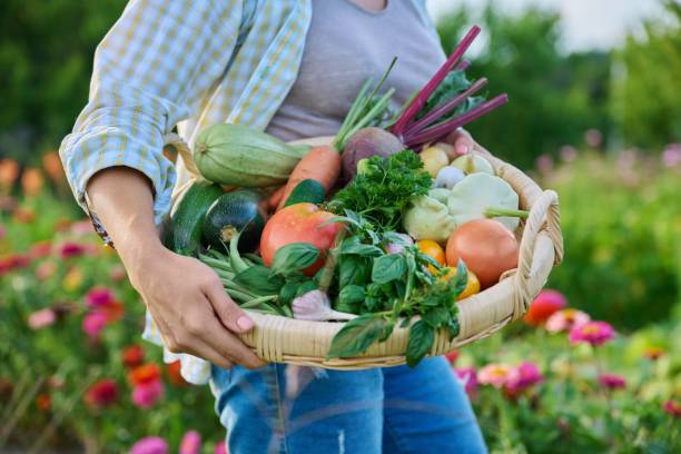 Basket of fresh raw organic vegetables