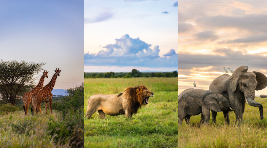 Serengeti Four Seasons Safari Lodge