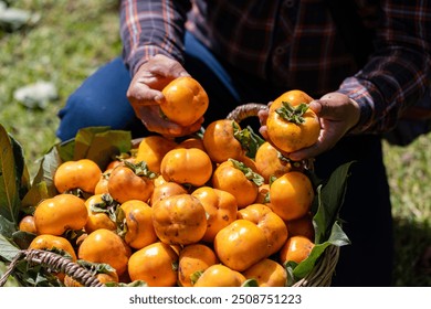 Ingredients for persimmon pudding, showcasing persimmons, spices, flour, butter, and other necessary items in a rustic kitchen setting.