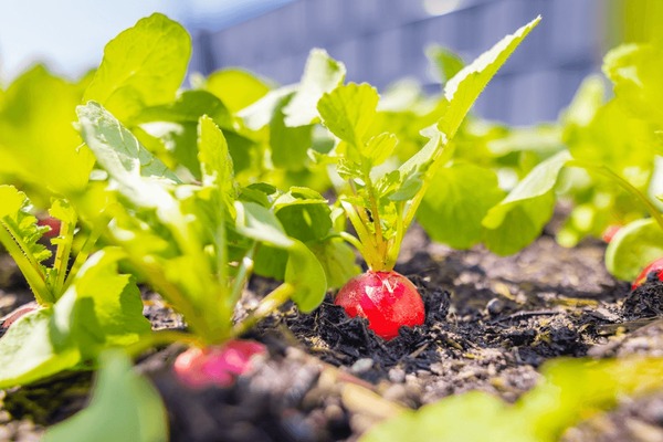 Fresh red radishes growing in an organic garden.
