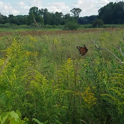 Rewild Your Garden: A Homesteader's Guide to a...