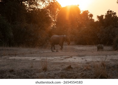 Carmine bee-eater perched on a branch in South Luangwa