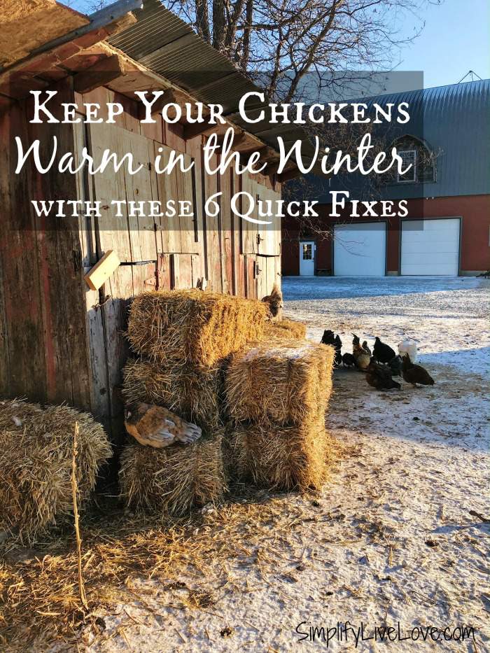 person cleaning chicken coop interior straw