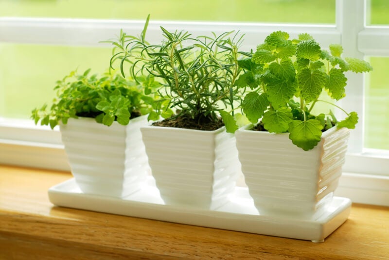 Banish Grocery Store Herbs: Grow a Thriving Indo...