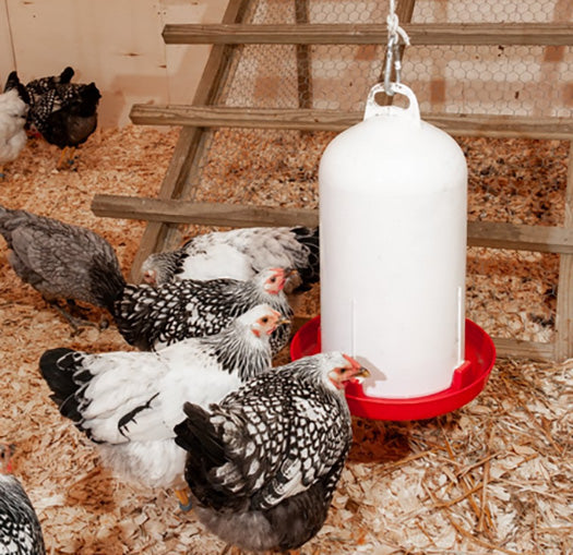 Watering system for chickens