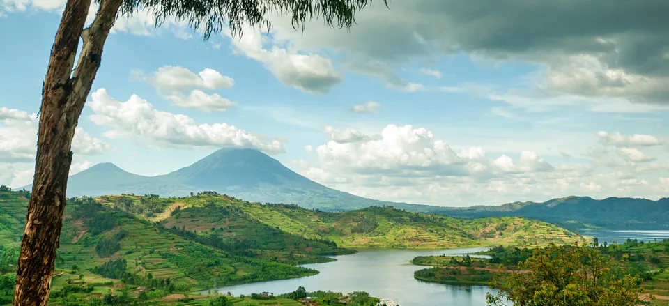 Mountain Gorilla Family in Rwanda