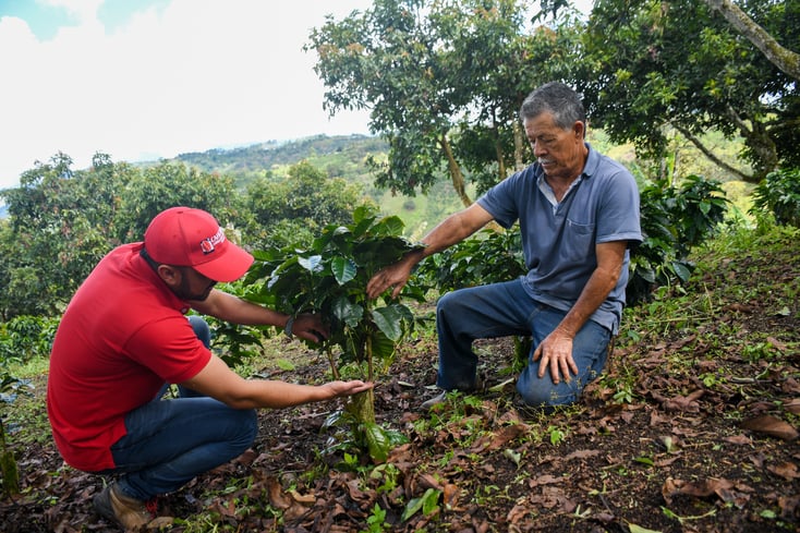 Tour guide explaining the sustainable coffee harvesting processes at Finca El Ocaso