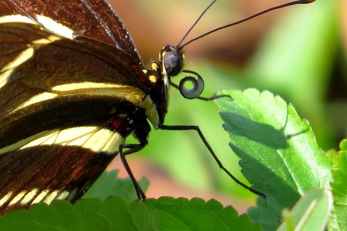 Butterfly Bonanza: Transform Your Backyard into a...