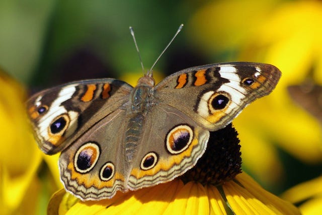 Grow a Butterfly Paradise: Attract and Nurture...