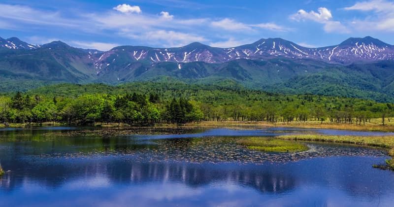 Fresh Ezo deer tracks in the snow leading into a dense forest