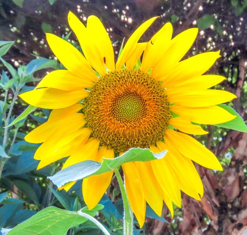 wild flowers pollinator friendly bees