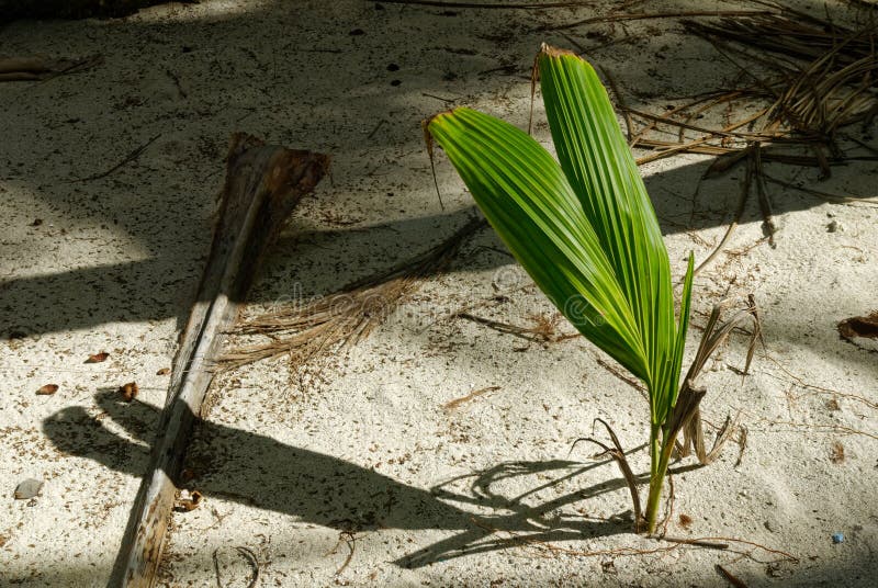 # Niue Travel: An Eco-Conscious Digital Nomad's Gu...