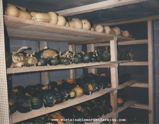 Winter Squash on Shelves