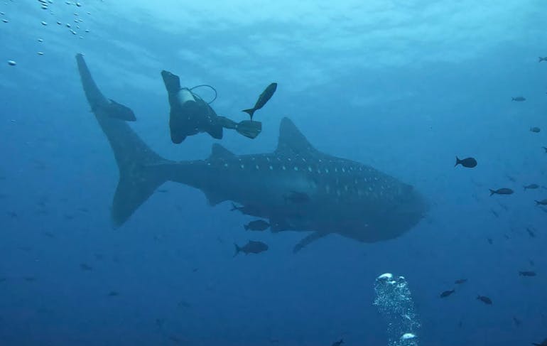 An underwater shot of Dr. Sharma snorkeling with a marine iguana at Kicker Rock. The clear, bright water showcases the vibrant marine life and highlights the unique features of the iguana.