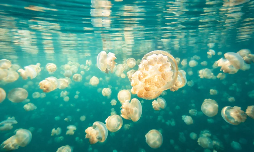 Jellyfish Lake Ethical Visit