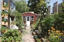 Unlock Backyard Abundance: 5 Unexpected Crops t...