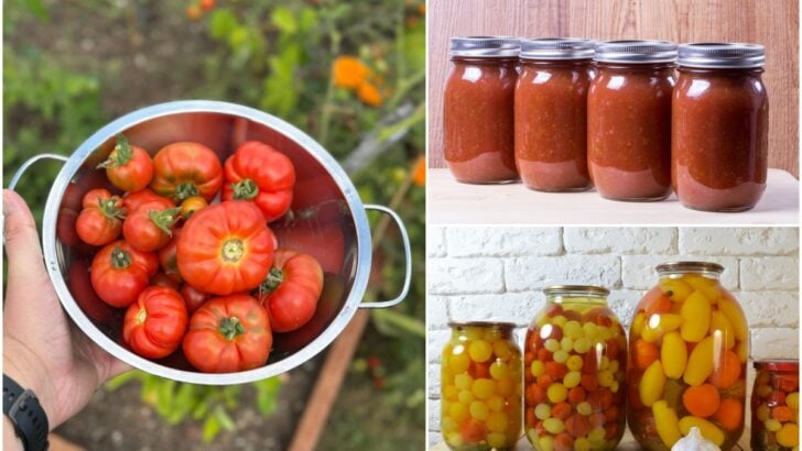 Ripe Tomatoes