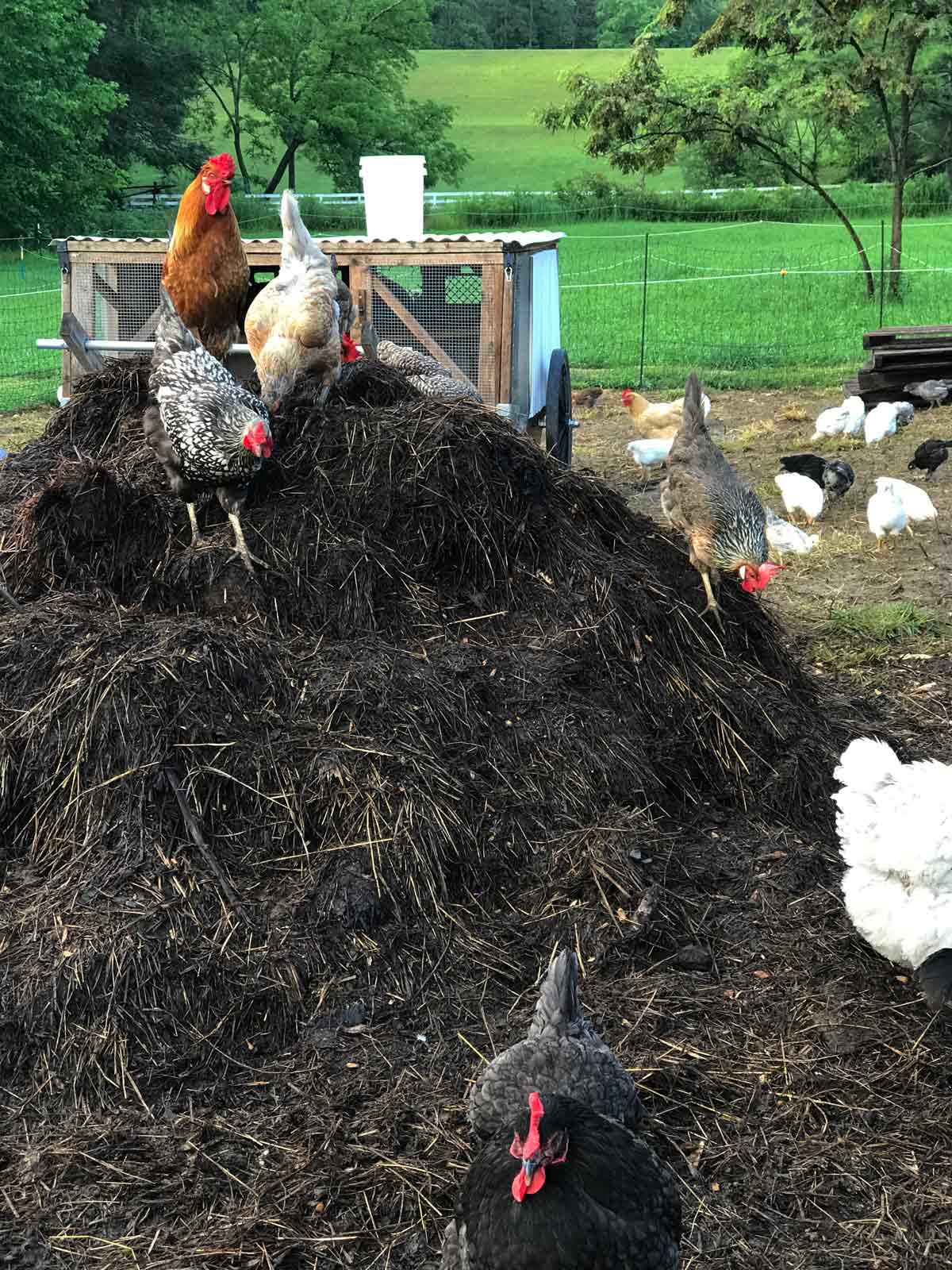 From Kitchen Waste to Garden Gold: Composting w...