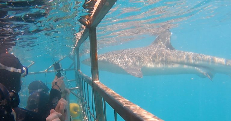 A pod of dolphins swimming freely in crystal-clear waters, emphasizing the importance of observing them respectfully and responsibly