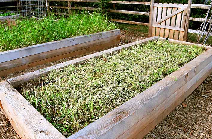 A diverse range of cover crops growing in garden beds, illustrating the practice of using plants to improve soil health.