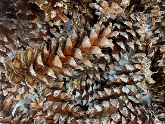Close-up of dried orange slices, illustrating their texture and color after the drying process.