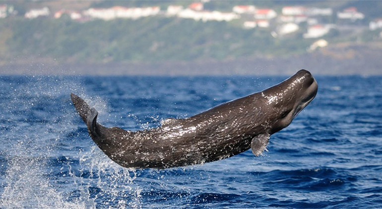 Sperm Whale Emerging from the Ocean