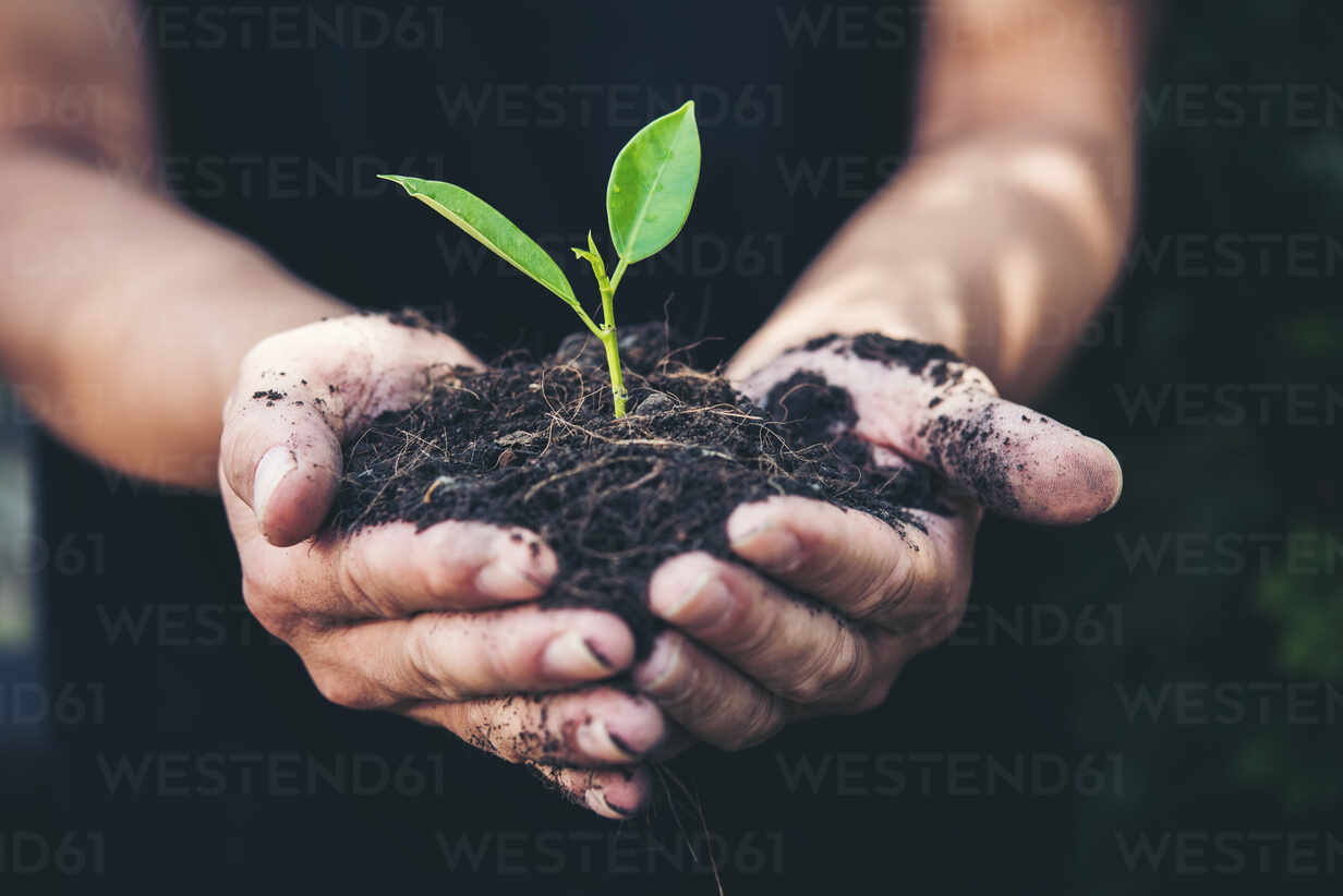 Hand planting seedling in undisturbed soil