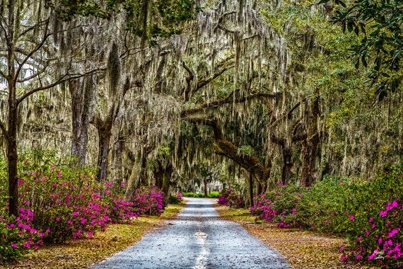 # Savannah's Southern Spell: History, Haunts, and...