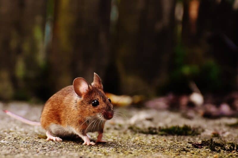 Mouse in house