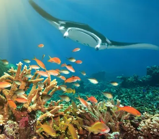 Red Bird of Paradise