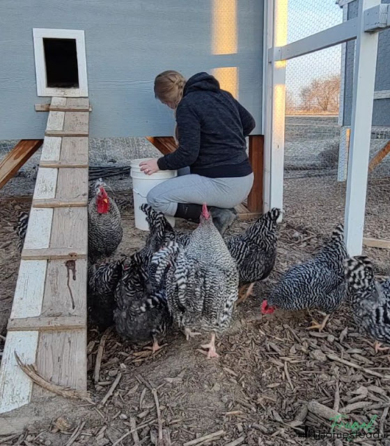A functional and attractive chicken coop.