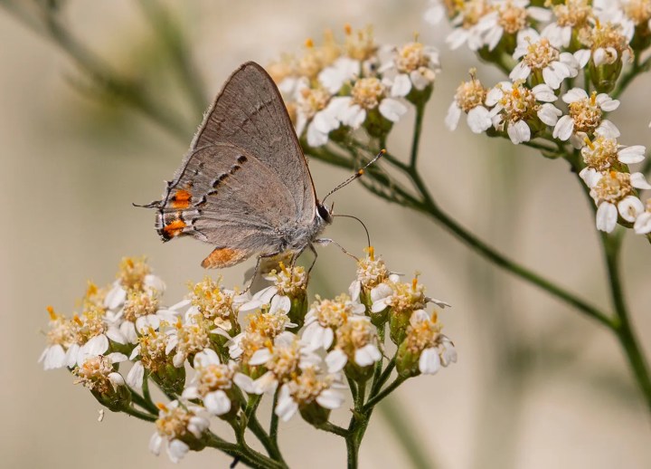 monarch butterfly sipping sedum blossom