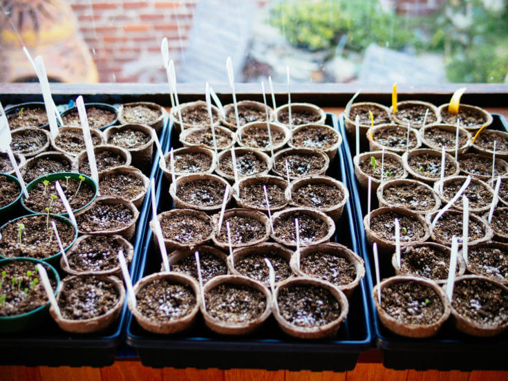 Mulched garden beds with straw, showcasing insulation and weed suppression