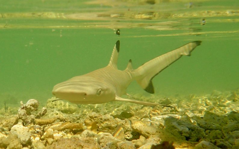 Coral reef restoration efforts at The Brando