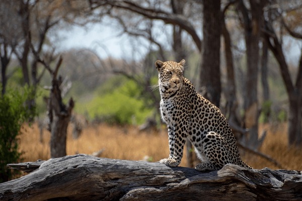 Leopard sits majestically on log