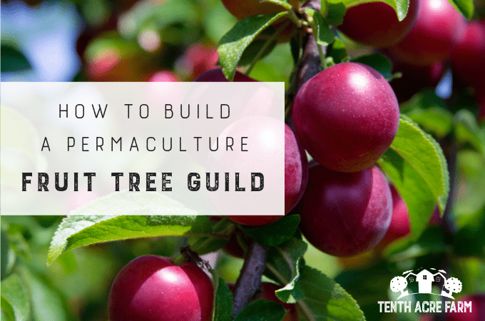 Beyond the Orchard: Designing a Productive & Po...