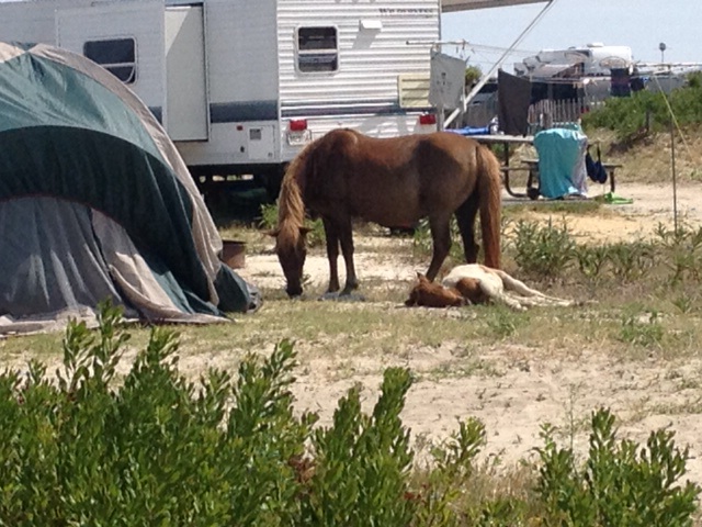 My Kid’s First time camping with wild horses at Assateague Island in Maryland was an amazing experience!