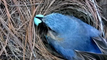 Attract Feathered Friends: Transform Your Backy...