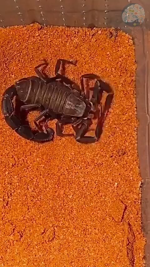 # Four Unique Desert Experiences for the Adventuro...