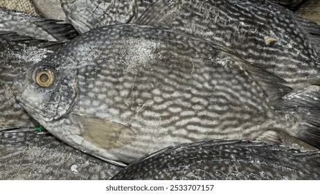 Karst landscape of Raja Ampat, showing limestone cliffs and tropical jungle