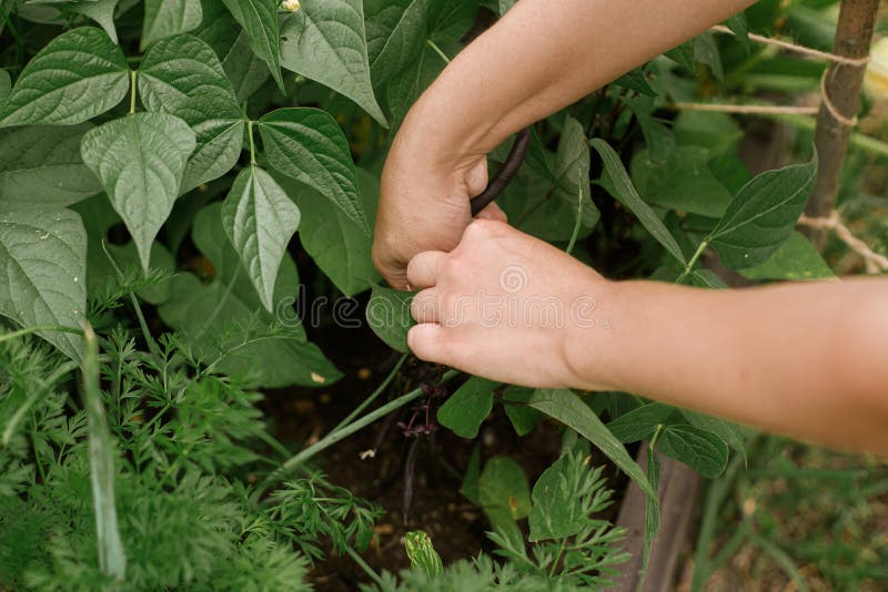 From Seed to Supper: Your Guide to a Thriving Fa...
