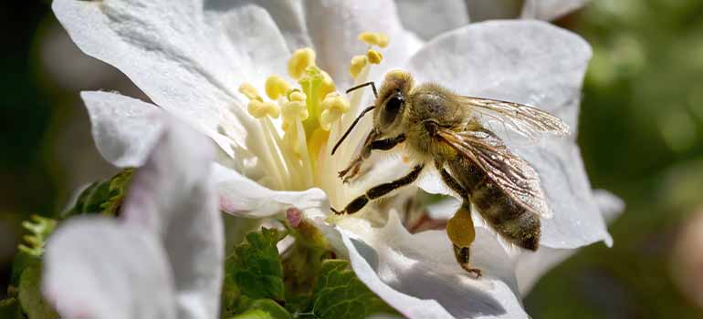 diverse flower garden with tiny insects