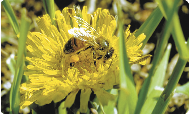 Beyond Flowers: Cultivating a Regenerative Poll...