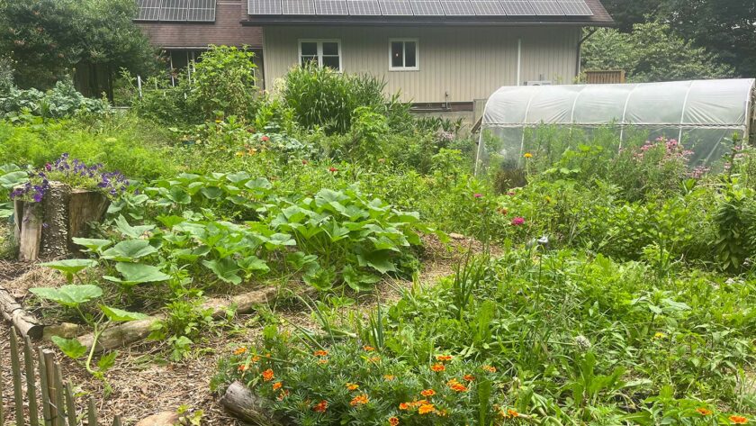 A homestead garden