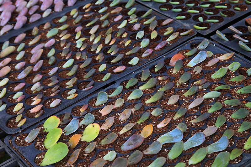Split-screen image: On the left, a leaf is being dipped into rooting hormone powder. On the right, leaves are carefully placed on the prepared propagation medium.