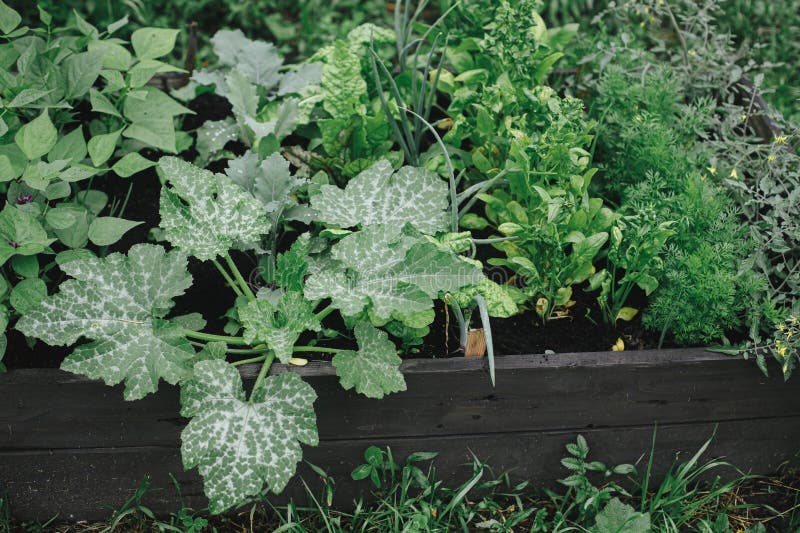 Mix of homegrown salad greens