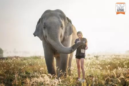 Ethical Elephant Sanctuary