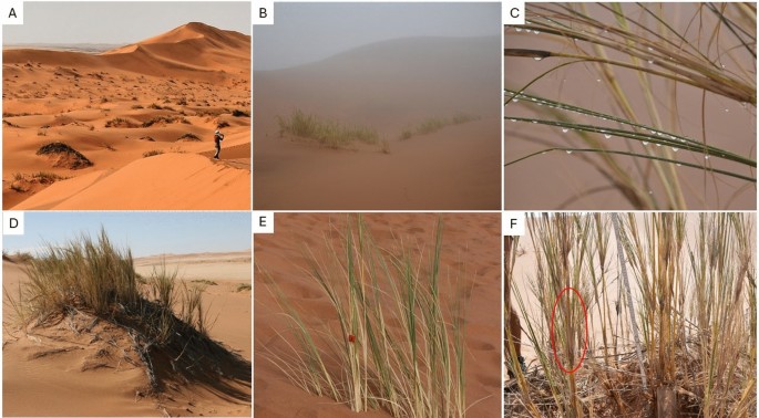 # Surviving and Thriving: The Astonishing Life of...