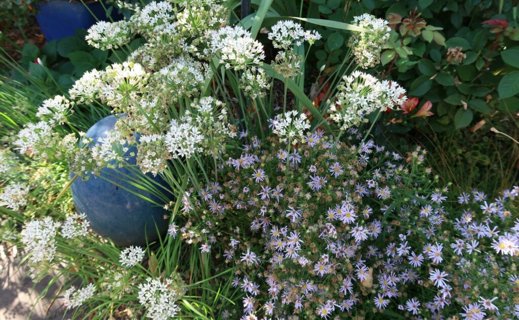 Close-up of native wildflowers attracting bumblebees