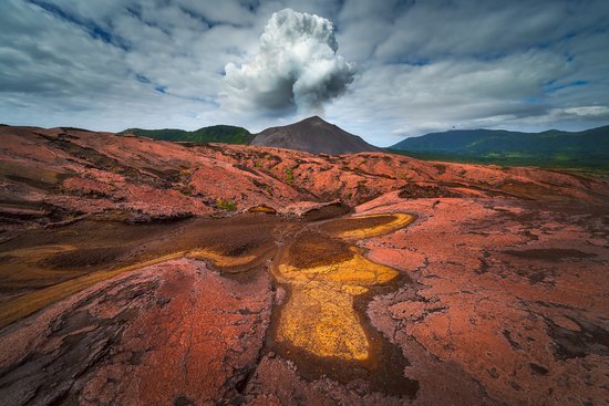 A vibrant Tanna Fruit Dove perched amongst lush green foliage, showcasing the beauty of the rare bird Ben sought to photograph.